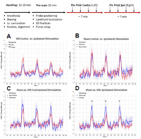 Relative cerebral blood volume (rCBV) signal time series (% rCBV change) detected with functional ultrasound (fUS). Pinprick stimulation was applied to the plantar paw according to the timeline shown in Figure 6. A, B: Contra- vs. ipsilateral % rCBV change is showed for (A) SNI and (B) sham animals. C, D: The (C) contralateral and (D) ipsilateral %rCBV change shown for sham vs. SNI mice. *-p<0.05 (One way ANOVA)