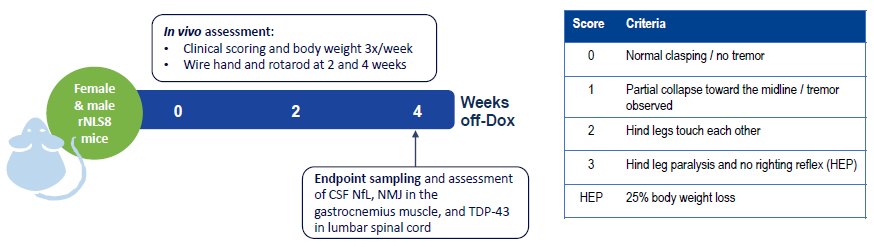 Study design and clinical scoring criteria used in the study. For clinical scoring, animals were lifted by the tail to monitor hind limb clasping and subsequently immobilized to monitor the presence of tremor
