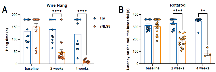 Wire hang times (A) and Rotarod perfromance (B) at baseline on dox diet and 2 and 4 weeks post off dox. Mean±SEM. **p < 0.01, **** p < 0.0001 (Mixed-effects ANOVA, Fisher’s LSD). Rotarod: tTA,