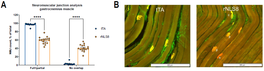 A) The proportion of innervated and denervated motor end plates (AChRs) in the gastrocnemius muscle. tTA,