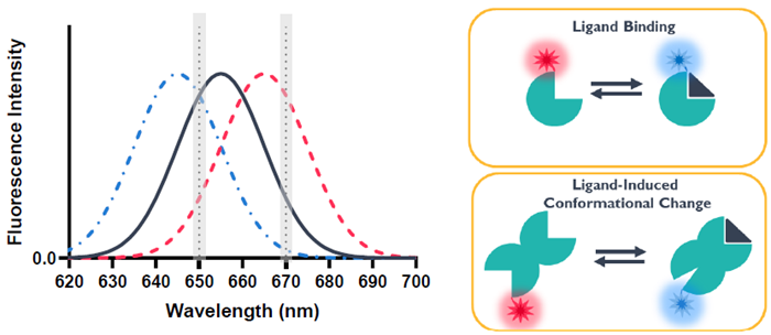 Enhancing therapeutic potential with bivalent molecules