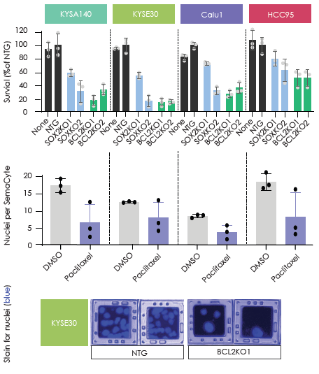 Enhancing high content imaging with SemaCyte microcarriers for multiplex assays