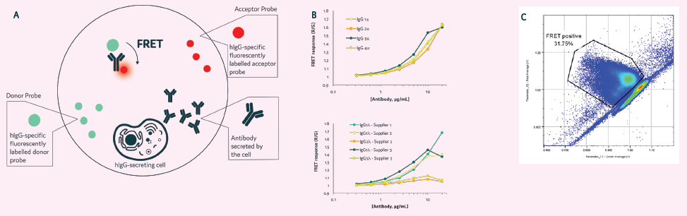 Clone Selection using CytoCellect®PLUS. A&B) The kit detects secreted IgG antibodies regardless of their light chain. C) The kit can be used with Cyto-Mine® for selection of high producing clones, even if IgG light chain (kappa or lambda) is unknown.