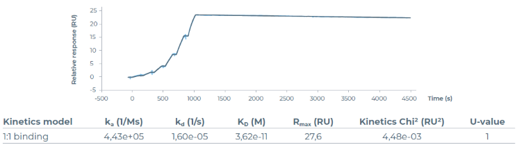 Sensorgrams (blue curve) along with 1:1 fitted curve (black curve) for Biacore Single-Cycle Kinetics (SCK)™ of VEGF165 over Bevacizumab captured on Sensor Chip Protein A. Table represents the kinetic parameters for these interactions. Biacore assay confirms the functional activity of VEGF165 with an affinity constant (KD) of 36 pm