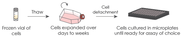 Standard cell assay workflow