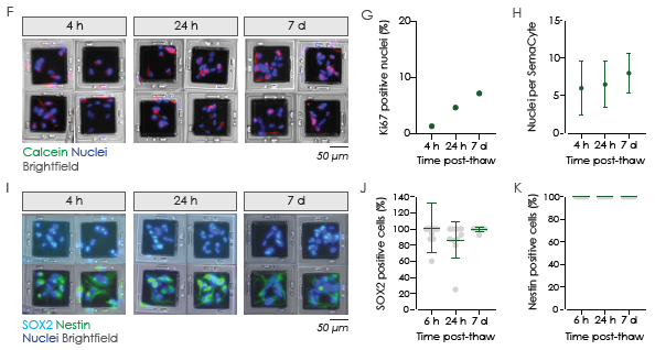 (A) A549 cells maintain their adherent, spread morphology at 1 hour post-thawing. (B) High levels of cell viability are seen across multiple vials from the same batch with recovery rates typically over 85 % (C). (D, E) Thawed A549 cells on SemaCytes also show high levels of mitochondrial integrity at 1 hour post-thaw. (F) Production of assay-ready adherent human neural stem cells. (G, H) These cells show expected expression of the Ki67 proliferation marker as early as 4 hours post-thaw and maintain proliferation capacity up to 7 days post-thaw. (I) Human neural stem cells also maintain expression of the key markers (J) SOX2 and (K) Nestin throughout this process.