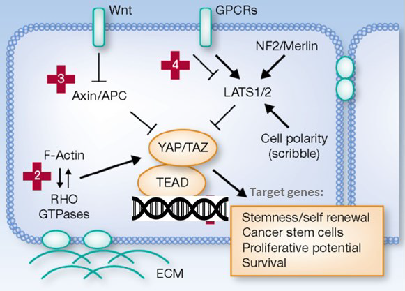 Finding success in biochemical screening and cell-based pathway screening