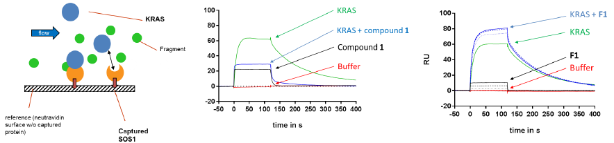 Surface-Plasmon-Resonance (SPR): Compound 1 is disrupting, but fragment 1 is stabilizing the KRAS-SOS1 interaction.