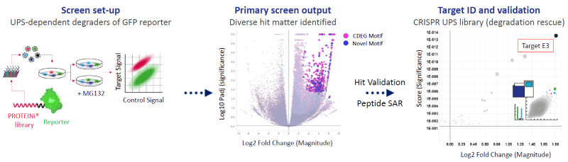 A SITESEEKER® degrader screen identifies 1000s of unique miniprotein sequences driving degradation of a GFP-reporter