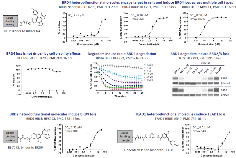Heterobifunctional small molecules can effectively degrade a diverse range of Proteins-of-Interest with rapid degradation onset