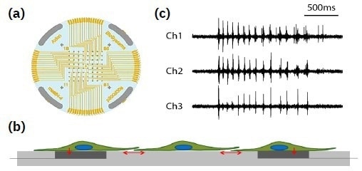 A planar grid of microelectrodes (a) interfaces with cultured neurons (b), modeling complex, human systems over an electrode array. Electrodes detect changes in raw voltage (c) through recording of extracellular field potential.