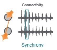 Optimizing a multiplexed cell-based assay for characterizing cortical networks and their responses to neuroactive compounds (Duplicate)