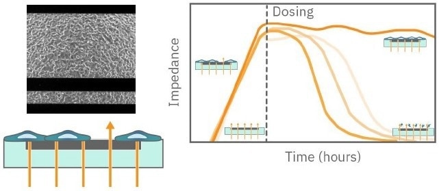 Evaluation of plate-to-plate reliability in a label-free cytotoxicity assay for dose response analysis