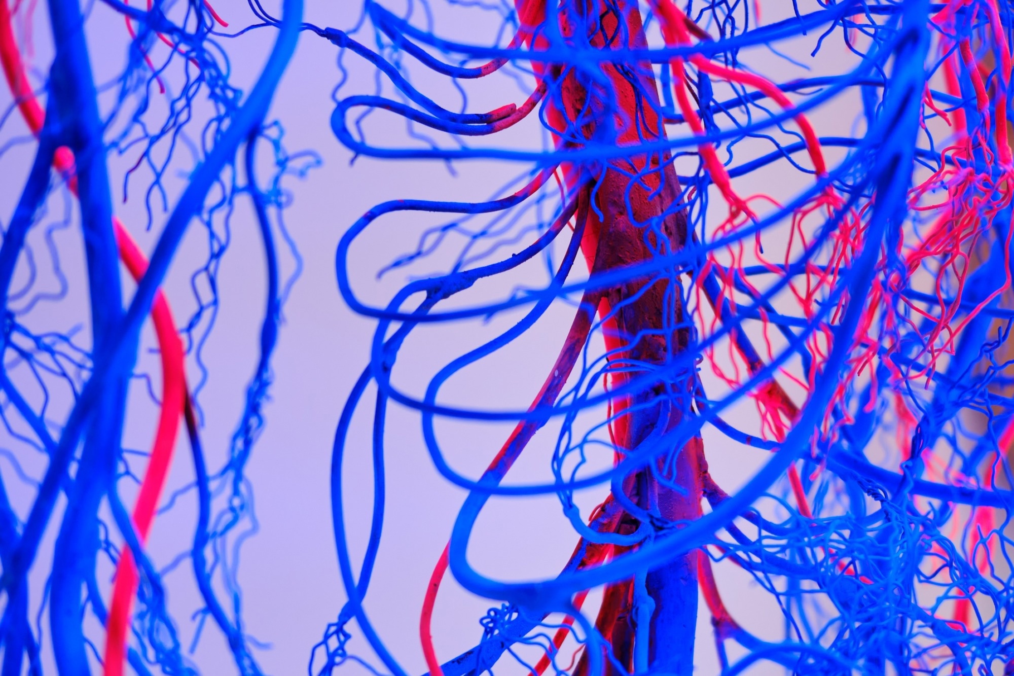 Human heart and circulatory system, showing nervous system and blood vessels.