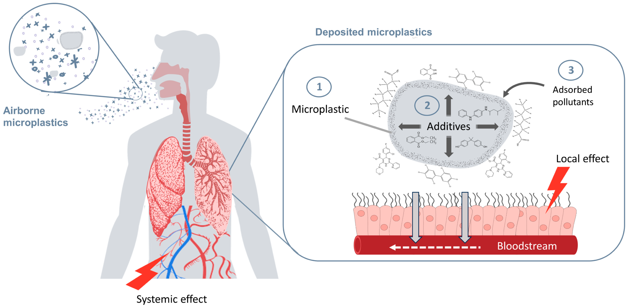 Inhalation exposure to microplastics (MPs) of varying physical and chemical properties. Three situations related to MP deposition in the pulmonary system may harm human health by acting simultaneously or independently. 1. MP particles deposited in the lungs. 2. MPs as reservoirs of additives. 3. MPs as carriers of environmental pollutants. This figure was created with https://www.canva.com/.
