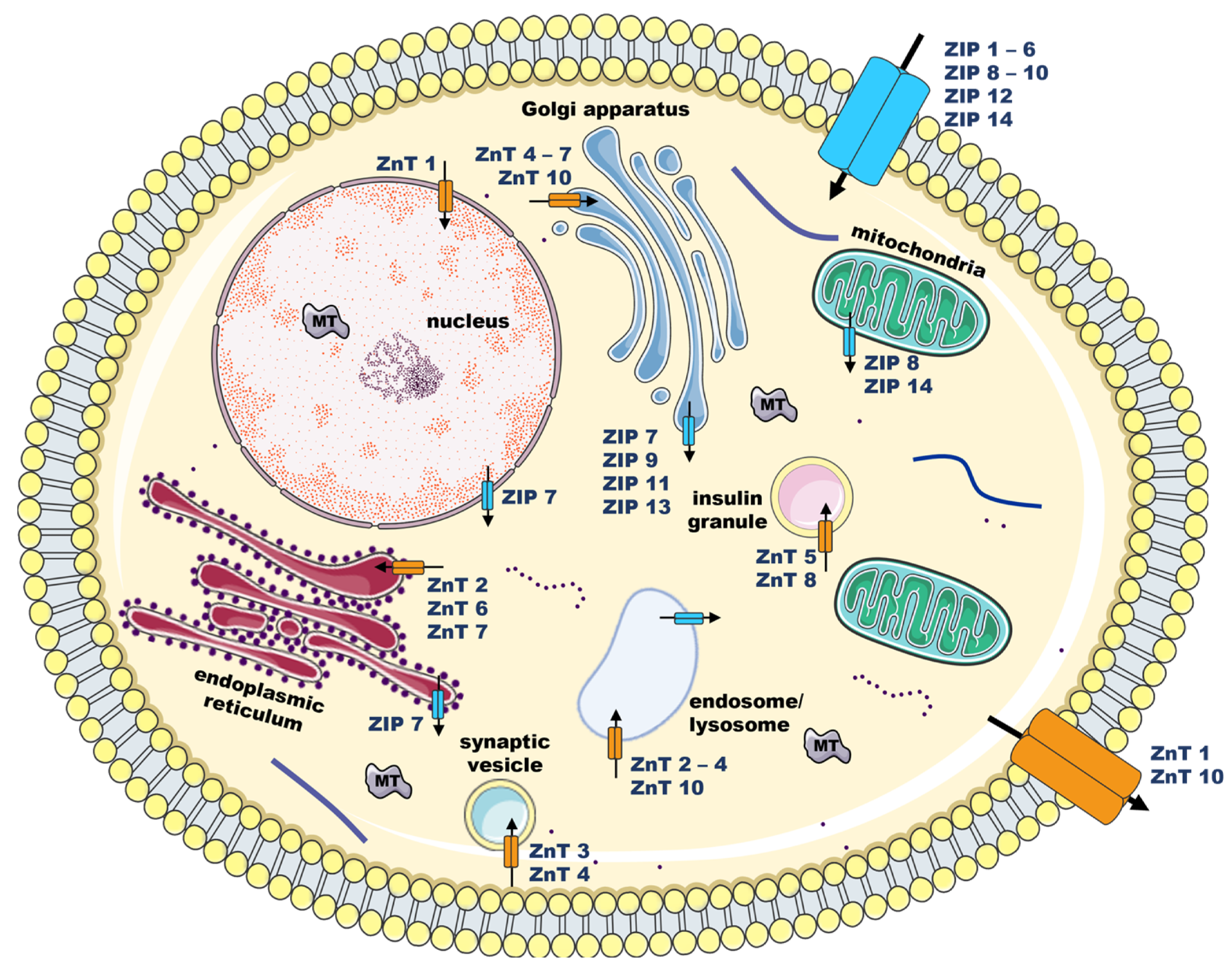 Schematic illustration of zinc (Zn) homeostasis mechanisms and potential subcellular locations of Zn channels. Regulation of cellular zinc fluxes in and out of the cell and cellular compartments is controlled by several Zrt- and Irt-like proteins (ZIP; blue), the importers, and Zn transporters (ZnT; orange), the exporters. Metallothioneins (MT; grey) are also key proteins in Zn homeostasis; MT act as Zn buffers by binding to these ions and releasing them into the cytoplasm to increase free intracellular Zn pools, according to cellular needs. Arrows indicate the direction of Zn mobilization through Zn channels.2