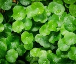 What is Gotu Kola? A Guide to its Science and Health Benefits