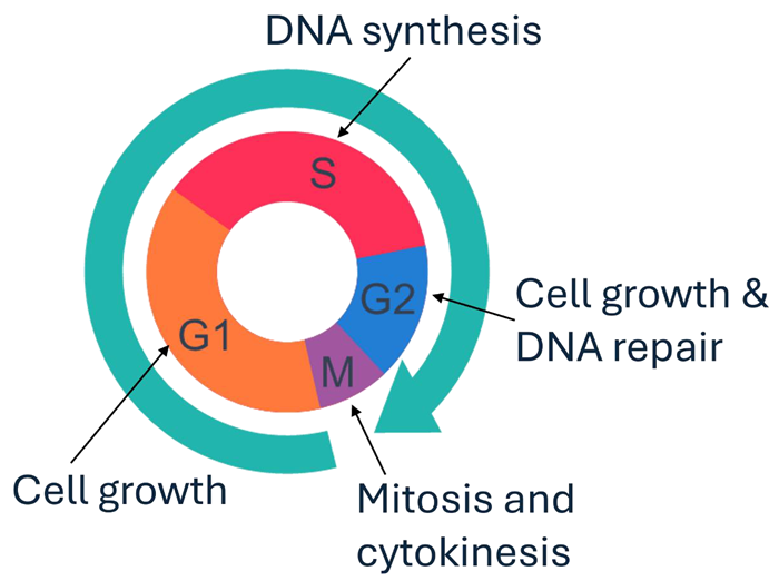 The cell cycle.
