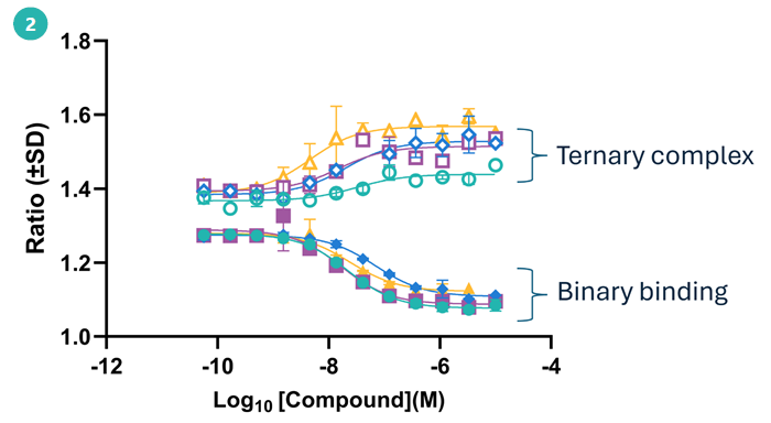 Concentration-dependent binary binding and ternary complex formation of select hits from single shot screen