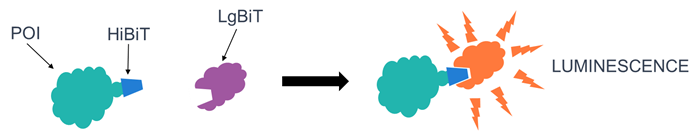 HiBiT assay system
