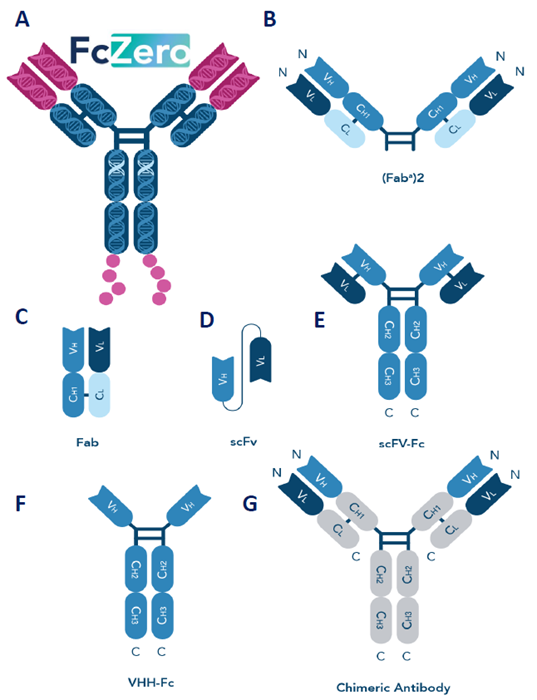 Alternative antibody formats available from Proteintech