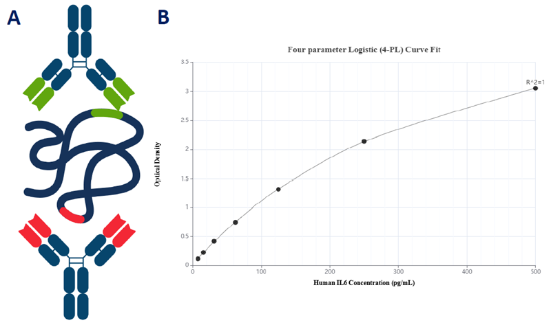 Matched Antibody Pairs. A) Schematic representation of capture–detection antibody configuration. B) Sandwich ELISA standard curve ofHuman IL6 Recombinant Matched Antibody Pair (MP00687-4