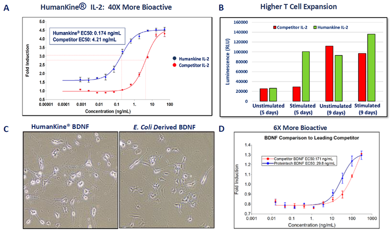 HumanKine® proteins show higher bioactivity than competitor products. A) IL-2 induction of CTLL-2 cells (mouse cytotoxic T cells) by HumanKine IL-2 vs leading competitor. B) HumanKine IL-2 demonstrates greater levels of γδT cell expansion and proliferation compared to competitor product . C) HumanKine BDNF demonstrated significantly better SH-SY5Y neuronal cell differentiation in comparison to competitor product. D) HumanKine BDNF demonstrated equivalent fold induction and a greater than 6-fold increase in potency compared to leading competitors.
