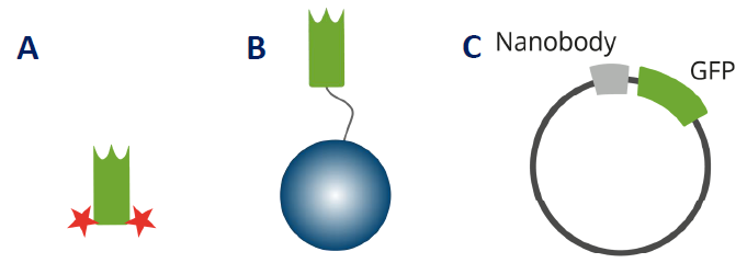 Schematic examples of Chromotek Nanobody-based reagents. A) Fluorescently conjugated primary VHH for immunofluorescence B) VHH-conjugated beads for immunoprecipitation C) Fluorescent nanoprobes (Chromobodies®) for real-time and live cell imaging