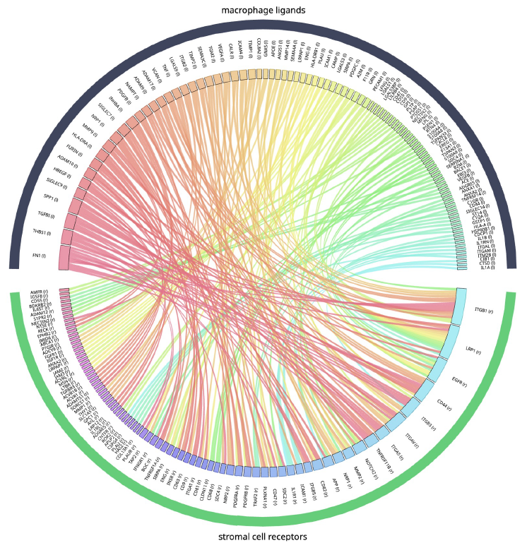 Chord diagram showing the results of ligandreceptor interaction, restricted to only include proteins from macrophages and stromal cells, and filtered for their presence in the data