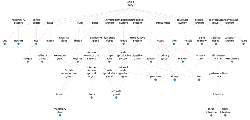 Flow diagram showing the hierarchical relationships of tissues which we analyzed their cell types from large-scale atlases