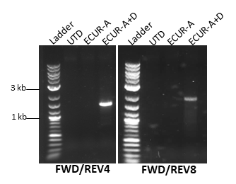 Agarose gel electrophoresis of PCR products submitted for Sanger sequencing. Sequencing confirmed accurate integration of the OTC transgene, showing consensus sequences identical to the reference.