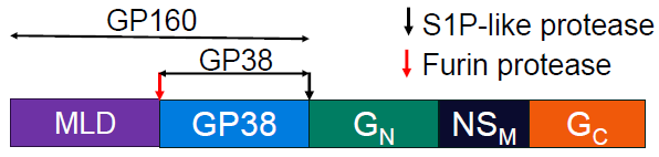 The M-segment encodes a glycoprotein precursor which is cleaved to form several mature glycoproteins3. MLD may be required for correct folding and secretion of GP38