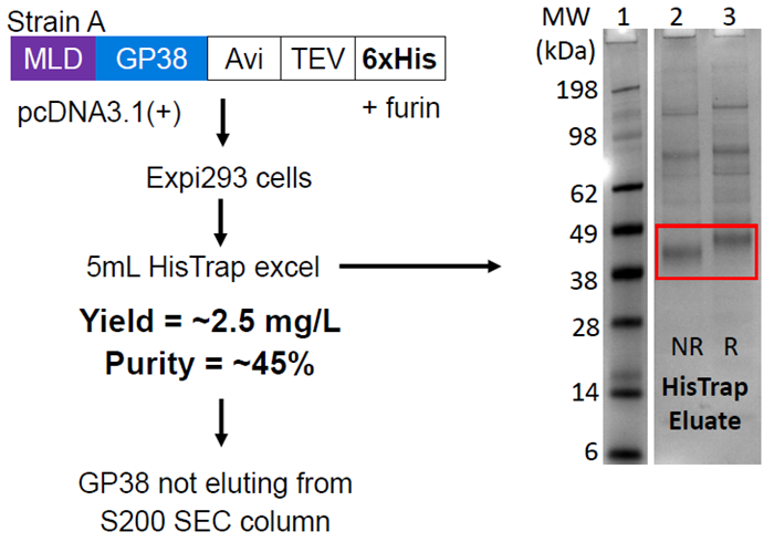SDS-PAGE gel of HisTrap eluate shows GP38 with many host cell contaminants