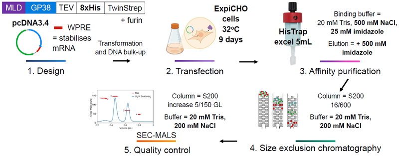 Final methods used to produce all strains of GP38 following optimization