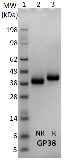 SDS-PAGE gel of 100 % pure GP38 strain A following SEC