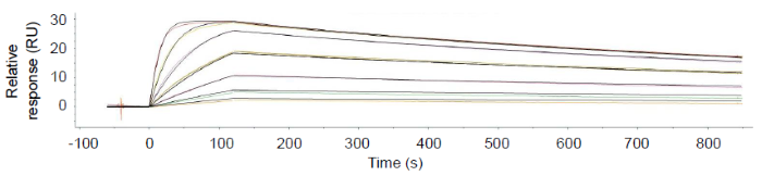 Kinetics profile of chimeric antibody bound to GP38 strain A assessed by surface plasmon resonance fits 1:1 model (KD = 108 pM). This shows the GP38 is folded in a way that retains good binding to the antibody, and was also seen for strains B-E
