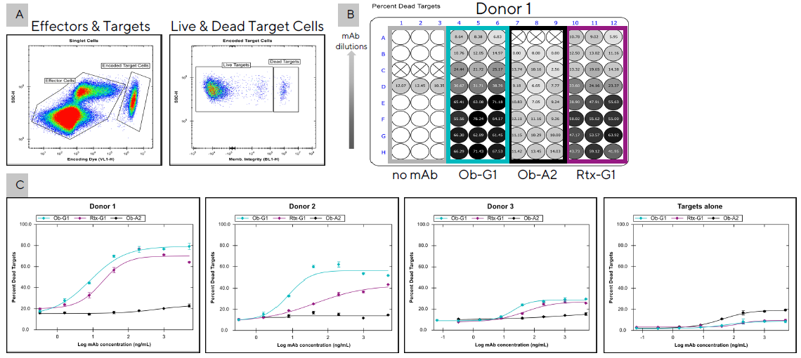 Comparison of the ADCC potency of two anti-hCD20 mAbs among three different donors. PBMCs (200K/well) from three separate donors were co-cultured in triplicate with encoded Raji tumor cells (20K/well) in the presence of different anti-hCD20 mAbs (Ob-G1, Rtx-G1, or Ob-A2, as a negative control). After 4h, 10 µL samples were transferred to assay plates and analyzed using the iQue® Human NK Cell Killing Kit plus iQue® Human NK Cell Companion Kits. (A) Dot plot showing separation of target cells from effector cells with the use of a fluorescent encoder dye. Target cell killing was then determined with the use of a cell membrane integrity dye to distinguish live and dead targets cells. (B) Percent dead targets displayed as a plate heat-map for Donor 1 over serial dilutions of 3 mAbs starting at 10 µg/mL. (C) EC50 curves showing percent tumor cell killing by effector cells from three donors tested in a second experiment with 3 mAbs over five-fold serial dilutions starting at 5 µg/mL. Raji cells were also incubated with the mAbs alone to evaluate direct Ab-mediated cytotoxicity (Targets alone).