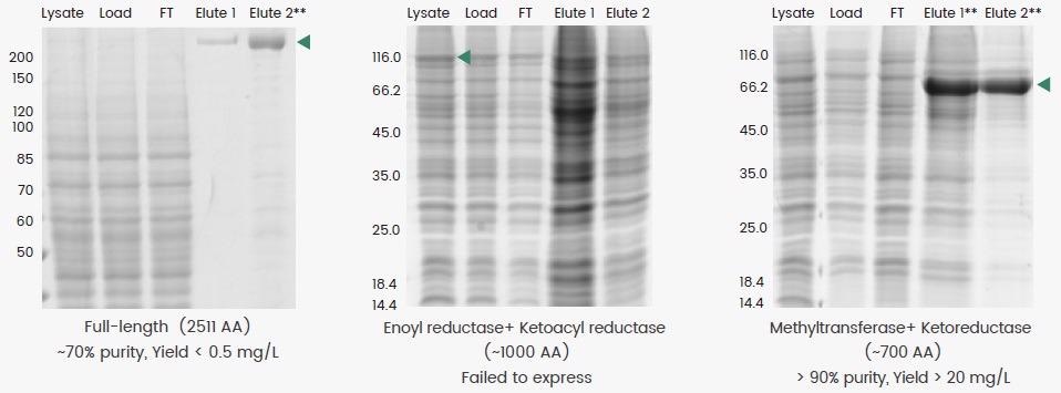 Expressing recombinant proteins with a baculovirus-insect cell system