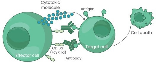 High-yield afucosylated mAb expression to aid in therapeutic antibody efficacy
