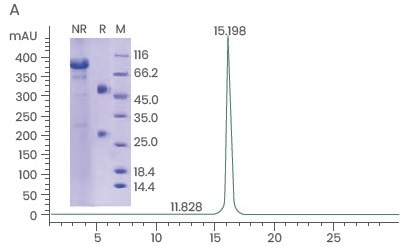 High-yield afucosylated mAb expression to aid in therapeutic antibody efficacy