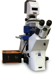 AFM in living cell experiments