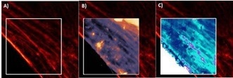 AFM in living cell experiments
