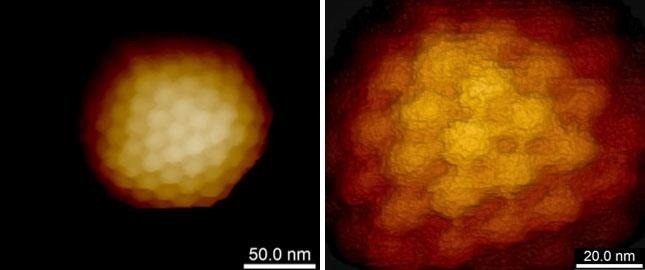 How AFM investigates Viruses