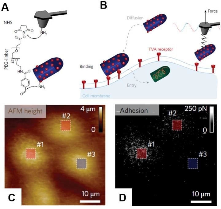 How AFM investigates Viruses