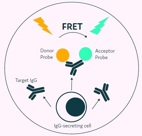 Finding and isolating high-production clones with monoclonality
