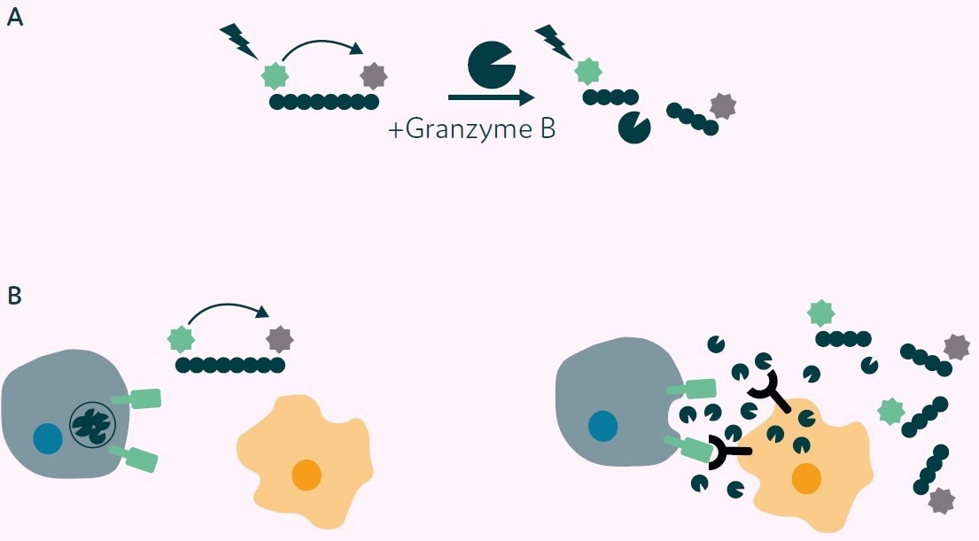 Demonstrating how to verify CAR-T cell function in microfluidic picodroplets