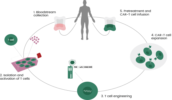 The promise of CAR-T therapy in cancer treatment