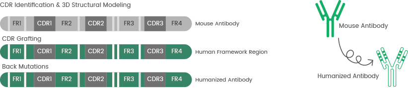 The process of antibody humanization and complementarity-determining region (CDR) grafting technology.