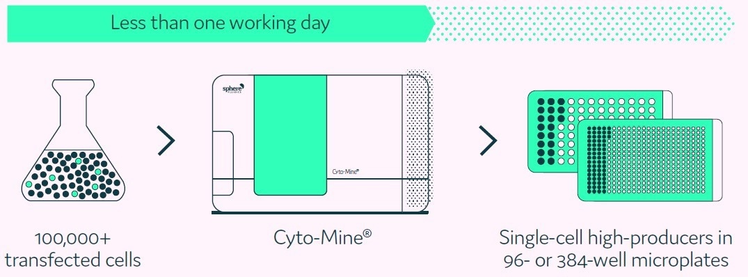 Streamlining IgG-secreting cell screening to discover rare, high-producing clones