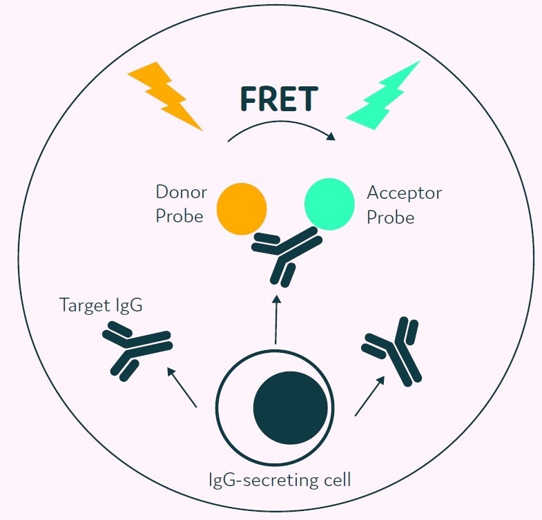 Streamlining IgG-secreting cell screening to discover rare, high-producing clones
